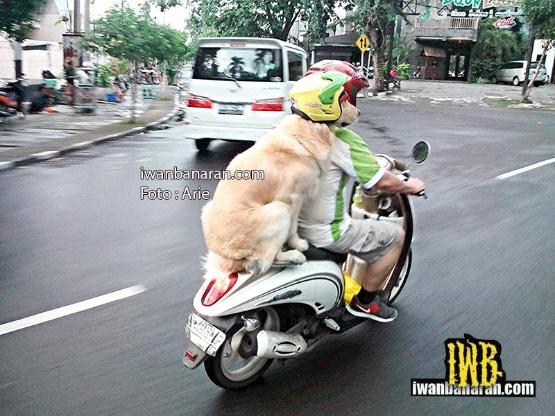 dog_helmet (1)