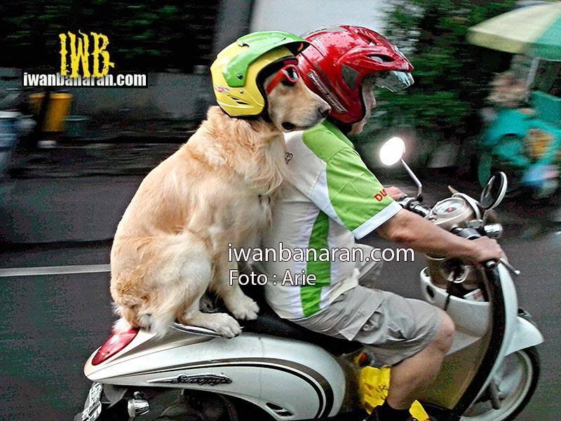 Luar biasa….pakai helm, anjing ini ngerti safety. Kenapa kita tidak??….