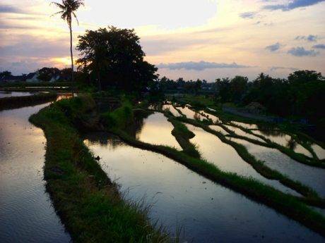 sawah-desa-sayang-sayang-12