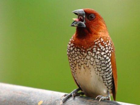 burung-emprit-spotted-munia